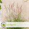 Plant in a Box - Miscanthus sinensis 'Kleine Silberspinne' - Set van 2 Siergrassen - Pot 23cm - Hoogte 20-30cm