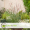 Plant in a Box - Miscanthus sinensis 'Kleine Silberspinne' - Set van 2 Siergrassen - Pot 23cm - Hoogte 20-30cm