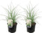 Plant in a Box - Miscanthus sinensis 'Kleine Silberspinne' - Set van 2 Siergrassen - Pot 23cm - Hoogte 20-30cm
