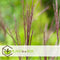 Plant in a Box - Miscanthus sinensis 'Kleine Silberspinne' - Winterhard Siergras - Pot 23cm - Hoogte 20-30cm