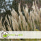 Plant in a Box - Miscanthus sinensis 'Kleine Silberspinne' - Winterhard Siergras - Pot 23cm - Hoogte 20-30cm