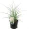 Plant in a Box - Miscanthus sinensis 'Kleine Silberspinne' - Winterhard Siergras - Pot 23cm - Hoogte 20-30cm