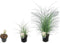 Plant in a Box - Miscanthus sinensis 'Kleine Silberspinne' - Winterhard Siergras - Pot 23cm - Hoogte 20-30cm
