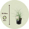 Plant in a Box - Miscanthus sinensis 'Kleine Silberspinne' - Winterhard Siergras - Pot 23cm - Hoogte 20-30cm