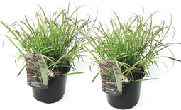 Plant in a Box - Miscanthus sinensis 'Red Chief' - Siergras - Set van 2 - Pot 23cm - Hoogte 40-60cm