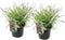 Plant in a Box - Miscanthus sinensis 'Red Chief' - Siergras - Set van 2 - Pot 23cm - Hoogte 40-60cm