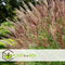 Plant in a Box - Miscanthus sinensis 'Red Chief' - Siergras - Set van 2 - Pot 23cm - Hoogte 40-60cm