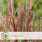 Plant in a Box - Miscanthus sinensis 'Red Chief' - Siergras - Set van 2 - Pot 23cm - Hoogte 40-60cm