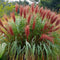 Plant in a Box - Miscanthus sinensis 'Red Chief' - Siergras - Set van 2 - Pot 23cm - Hoogte 40-60cm