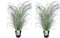 Plant in a Box - Miscanthus sinensis 'Red Chief' - Siergras - Set van 2 - Pot 23cm - Hoogte 40-60cm