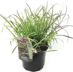 Plant in a Box - Miscanthus sinensis 'Red Chief' - Winterhard Siergras - Pot 23cm - Hoogte 40-60cm