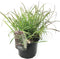 Plant in a Box - Miscanthus sinensis 'Red Chief' - Winterhard Siergras - Pot 23cm - Hoogte 40-60cm