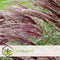 Plant in a Box - Miscanthus sinensis 'Red Chief' - Winterhard Siergras - Pot 23cm - Hoogte 40-60cm