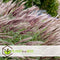 Plant in a Box - Miscanthus sinensis 'Red Chief' - Winterhard Siergras - Pot 23cm - Hoogte 40-60cm
