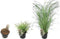 Plant in a Box - Miscanthus sinensis 'Red Chief' - Winterhard Siergras - Pot 23cm - Hoogte 40-60cm