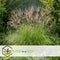 Plant in a Box - Miscanthus sinensis 'Red Chief' - Winterhard Siergras - Pot 23cm - Hoogte 40-60cm