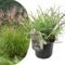 Plant in a Box - Miscanthus sinensis 'Red Chief' - Winterhard Siergras - Pot 23cm - Hoogte 40-60cm