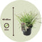 Plant in a Box - Miscanthus sinensis 'Red Chief' - Winterhard Siergras - Pot 23cm - Hoogte 40-60cm