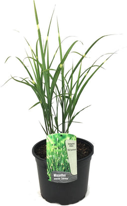 Plant in a Box - Miscanthus Zebrinus - Winterhard Siergras - Pot 23cm - Hoogte 20-30cm