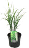 Plant in a Box - Miscanthus Zebrinus - Winterhard Siergras - Pot 23cm - Hoogte 20-30cm