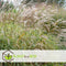 Plant in a Box - Miscanthus Zebrinus - Winterhard Siergras - Pot 23cm - Hoogte 20-30cm