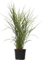 Plant in a Box - Miscanthus Zebrinus - Winterhard Siergras - Pot 23cm - Hoogte 20-30cm