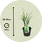 Plant in a Box - Miscanthus Zebrinus - Winterhard Siergras - Pot 23cm - Hoogte 20-30cm