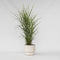 Plant in a Box - Miscanthus Zebrinus - Winterhard Siergras - Pot 23cm - Hoogte 20-30cm