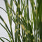 Plant in a Box - Miscanthus Zebrinus - Winterhard Siergras - Pot 23cm - Hoogte 20-30cm