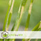 Plant in a Box - Miscanthus Zebrinus - Winterhard Siergras - Pot 23cm - Hoogte 20-30cm