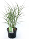 Plant in a Box - Miscanthus Zebrinus - Winterhard Siergras - Pot 23cm - Hoogte 20-30cm