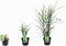 Plant in a Box - Miscanthus Zebrinus - Winterhard Siergras - Pot 23cm - Hoogte 20-30cm