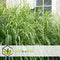 Plant in a Box - Miscanthus Zebrinus - Winterhard Siergras - Pot 23cm - Hoogte 20-30cm