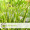 Plant in a Box - Miscanthus Zebrinus - Winterhard Siergras - Pot 23cm - Hoogte 20-30cm