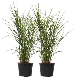 Plant in a Box - Miscanthus Zebrinus - Winterhard Siergras - Set van 2 - Pot 23cm - Hoogte 20-30cm