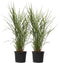 Plant in a Box - Miscanthus Zebrinus - Winterhard Siergras - Set van 2 - Pot 23cm - Hoogte 20-30cm