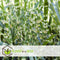 Plant in a Box - Miscanthus Zebrinus - Winterhard Siergras - Set van 2 - Pot 23cm - Hoogte 20-30cm
