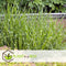 Plant in a Box - Miscanthus Zebrinus - Winterhard Siergras - Set van 2 - Pot 23cm - Hoogte 20-30cm