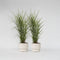 Plant in a Box - Miscanthus Zebrinus - Winterhard Siergras - Set van 2 - Pot 23cm - Hoogte 20-30cm