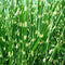 Plant in a Box - Miscanthus Zebrinus - Winterhard Siergras - Set van 2 - Pot 23cm - Hoogte 20-30cm