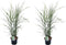 Plant in a Box - Miscanthus Zebrinus - Winterhard Siergras - Set van 2 - Pot 23cm - Hoogte 20-30cm