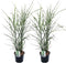 Plant in a Box - Miscanthus Zebrinus - Winterhard Siergras - Set van 2 - Pot 23cm - Hoogte 20-30cm