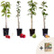 Plant in a Box - Mix fruitzuilen met plantenvoeding - Malus, Pryus, Prunus - Hoogte 60-70cm - Pot 9cm - Fruitboom - Groen