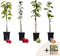 Plant in a Box - Mix fruitzuilen met plantenvoeding - Malus, Pryus, Prunus - Hoogte 60-70cm - Pot 9cm - Fruitboom - Groen