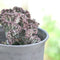 Plant in a Box - Mix van 2 - Euphorbia Lactea Cristata, Euphorbia Lactea Frankii - Vetplantenmix - Pot 12cm - Hoogte 25-30cm