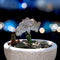 Plant in a Box - Mix van 2 - Euphorbia Lactea Cristata, Euphorbia Lactea Frankii - Vetplantenmix - Pot 12cm - Hoogte 25-30cm