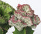 Plant in a Box - Mix van 2 - Euphorbia Lactea Cristata, Euphorbia Lactea Frankii - Vetplantenmix - Pot 12cm - Hoogte 25-30cm