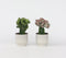 Plant in a Box - Mix van 2 - Euphorbia Lactea Cristata, Euphorbia Lactea Frankii - Vetplantenmix - Pot 12cm - Hoogte 25-30cm