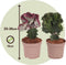 Plant in a Box - Mix van 2 - Euphorbia Lactea Cristata, Euphorbia Lactea Frankii - Vetplantenmix - Pot 12cm - Hoogte 25-30cm