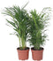Plant in a Box - Mix van 2 Palmen - Areca, Chamaedorea - Pot 17cm - Hoogte 50-70cm - Kamerplanten